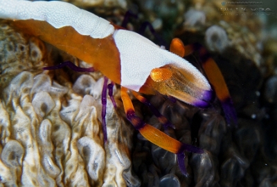 Philippines 2023 - Anilao - DSC06458 emperor shrimp Crevette nettoyeuse imperiale Zenopontonia rex